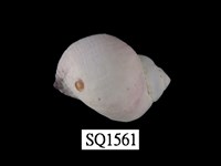 藏品(紫口珊瑚螺)的圖片